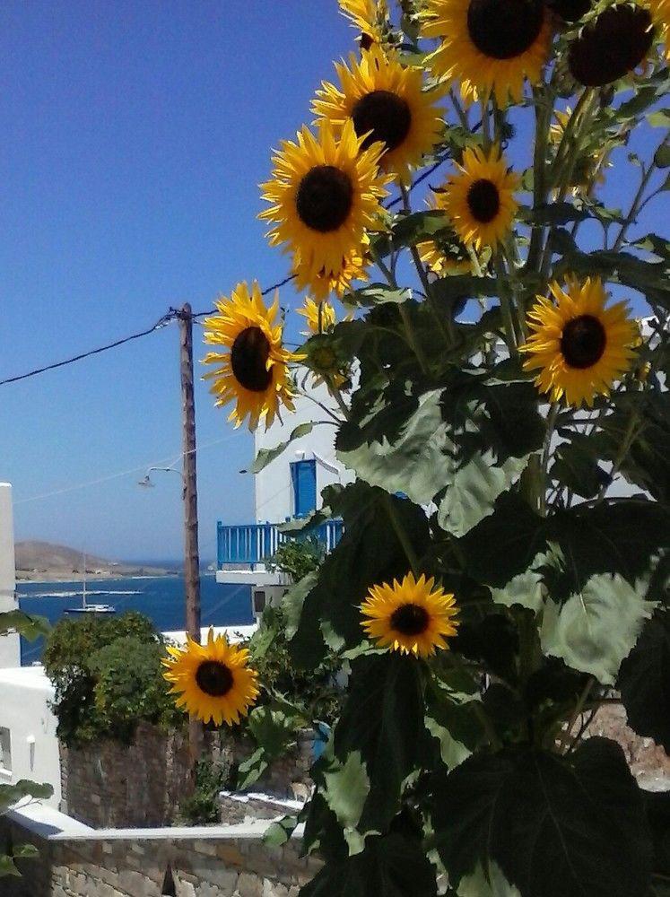 Athina'S Blue Studios Науса Екстер'єр фото